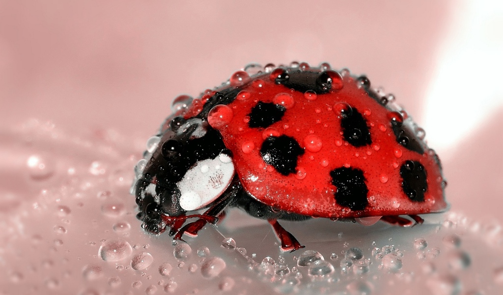 Маленькая красная божья коровка в каплях воды