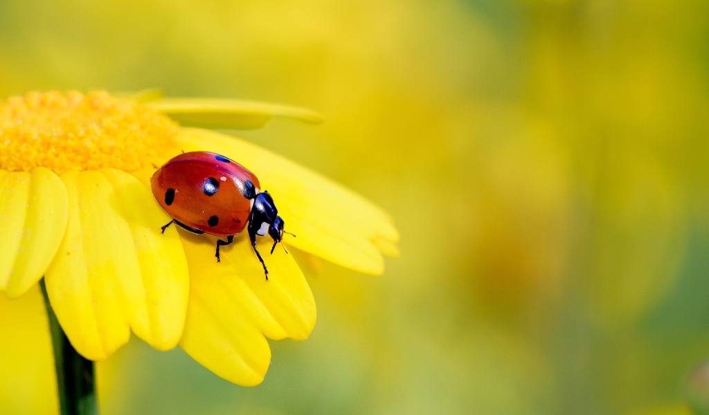 Маленькая красная божья коровка на желтом цветке 