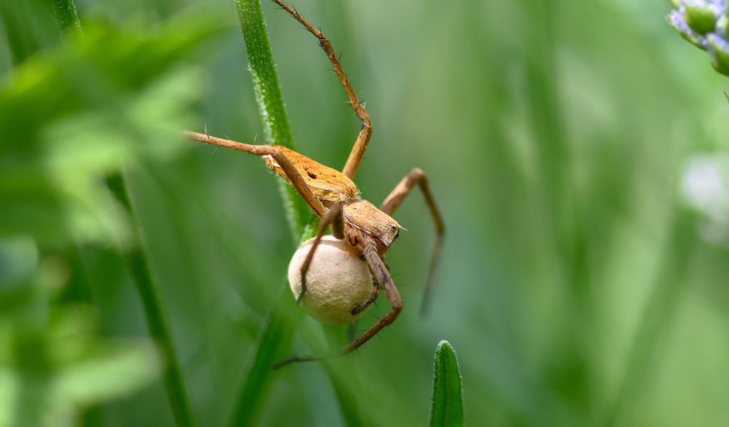 Маленький паук с яйцом висит на траве 