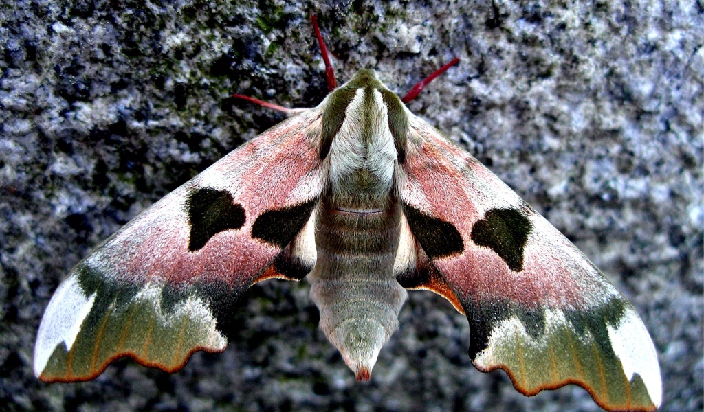 Бабочка сова крупным планом на камне