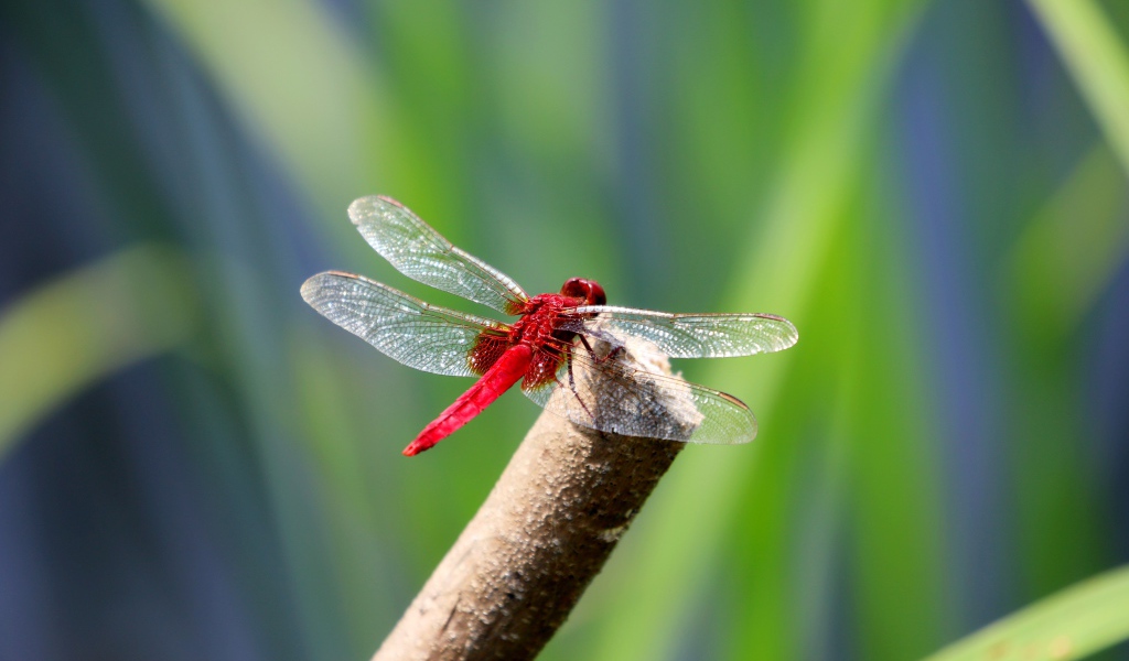 Красная стрекоза с прозрачными крыльями сидит на ветке 