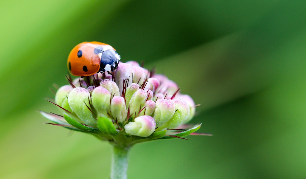 Красная божья коровка сидит на цветке на зеленом фоне