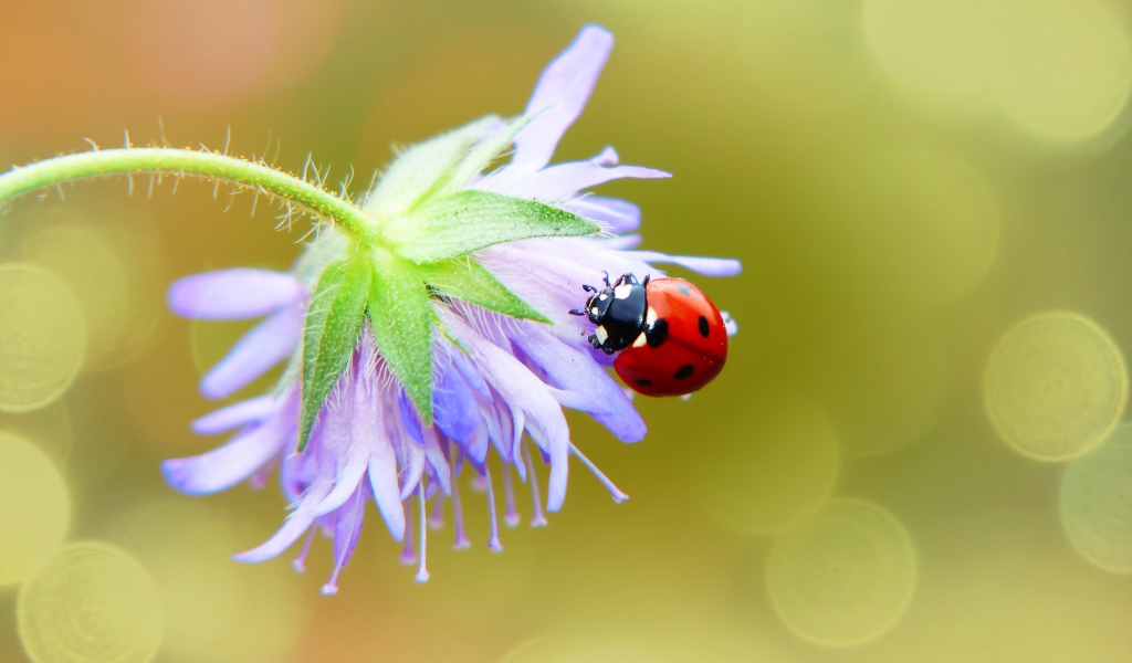 Красная божья коровка сидит на цветке 