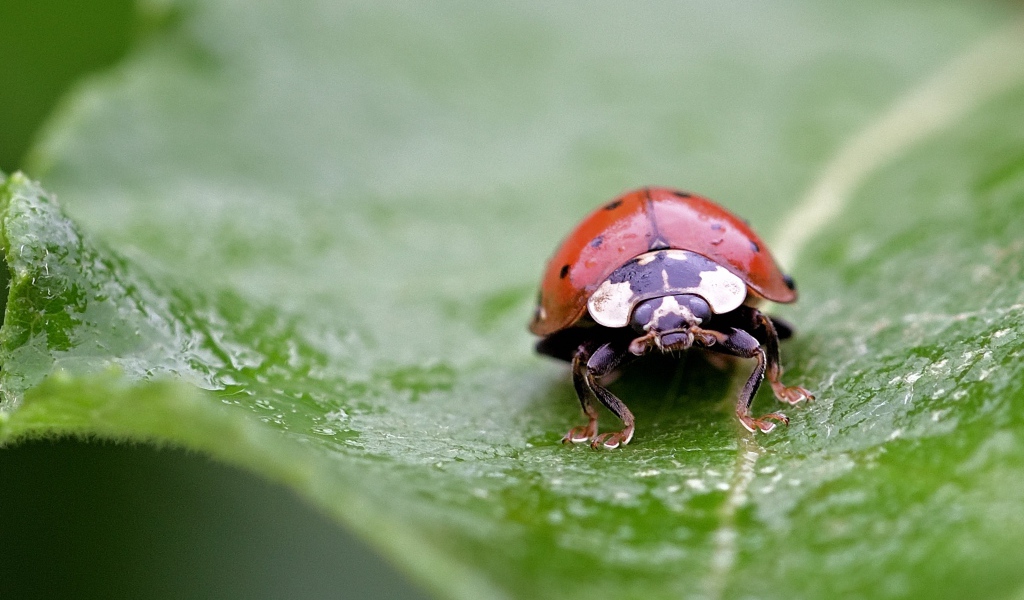 Красная божья коровка сидит на мокром листе 