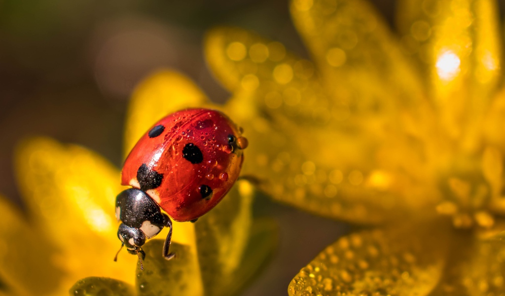 Красная божья коровка сидит на лепестках цветка