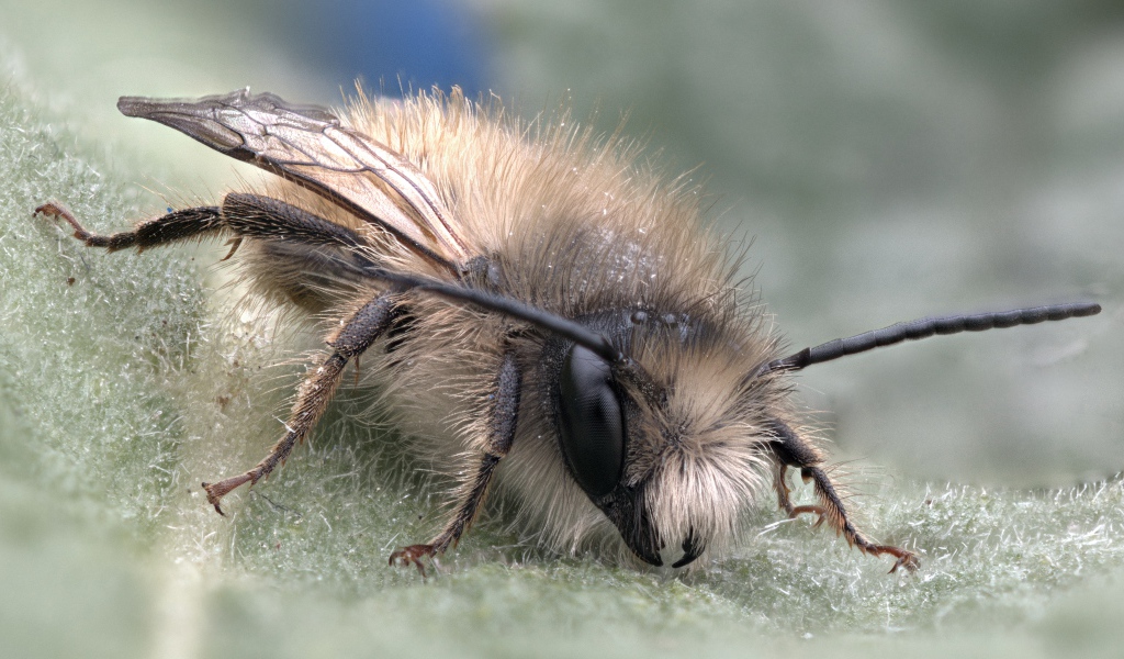Маленькая пчела на листе крупным планом
