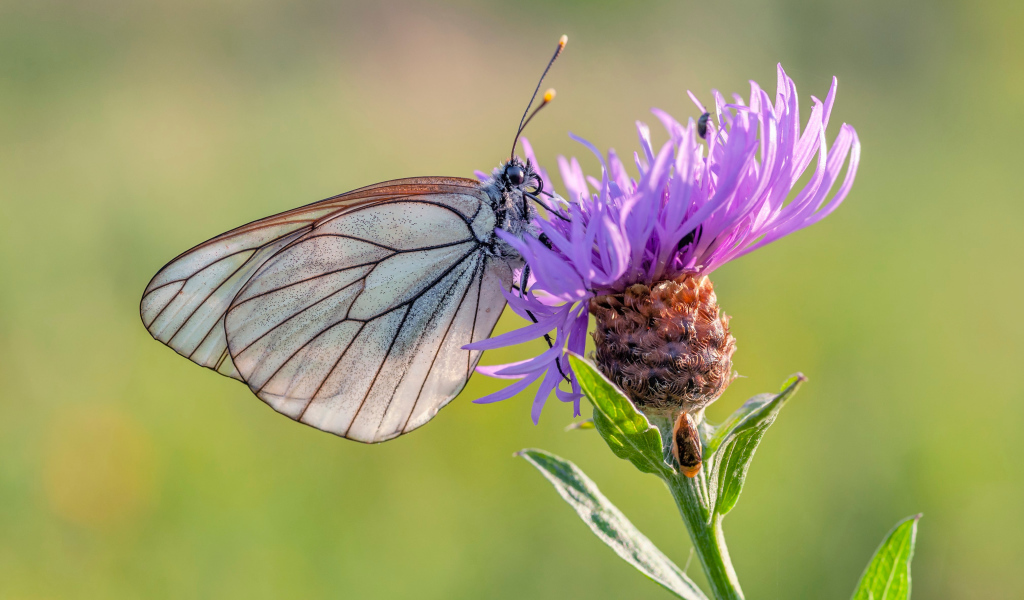 Маленькая голубая бабочка на сиреневом фоне