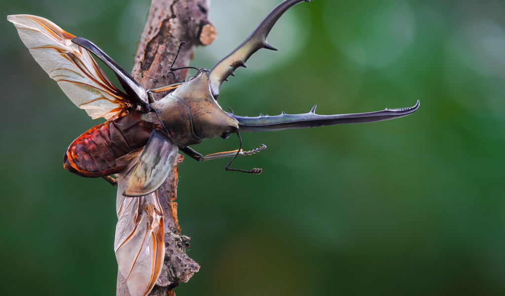 Жук олень расправил крылья на ветке дерева