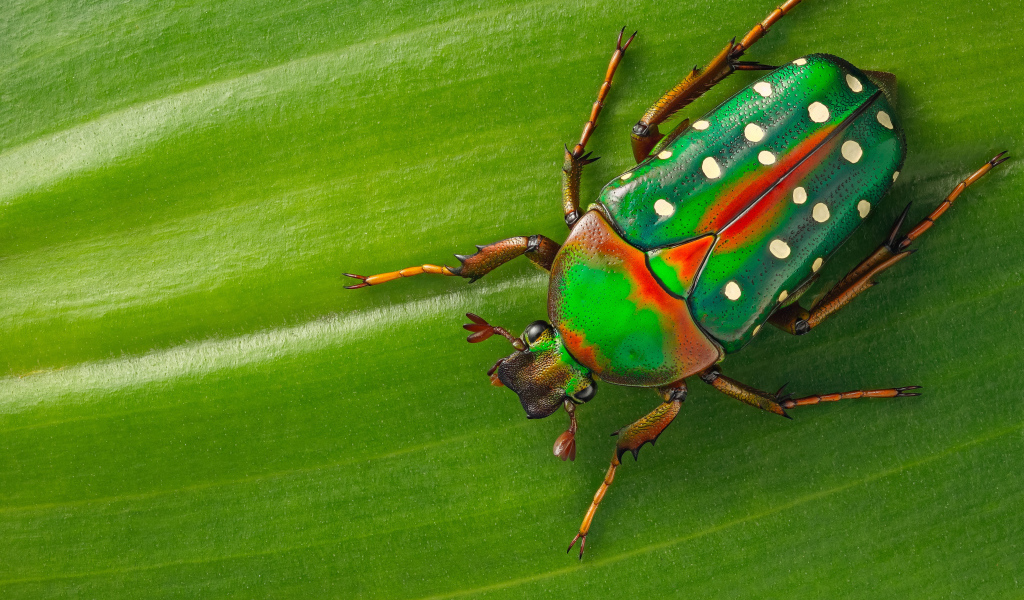 Жук Стефаноррина сидит на зеленом листе