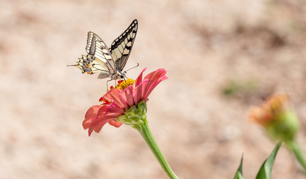 Бабочка махаон сидит на красном цветке цинии 