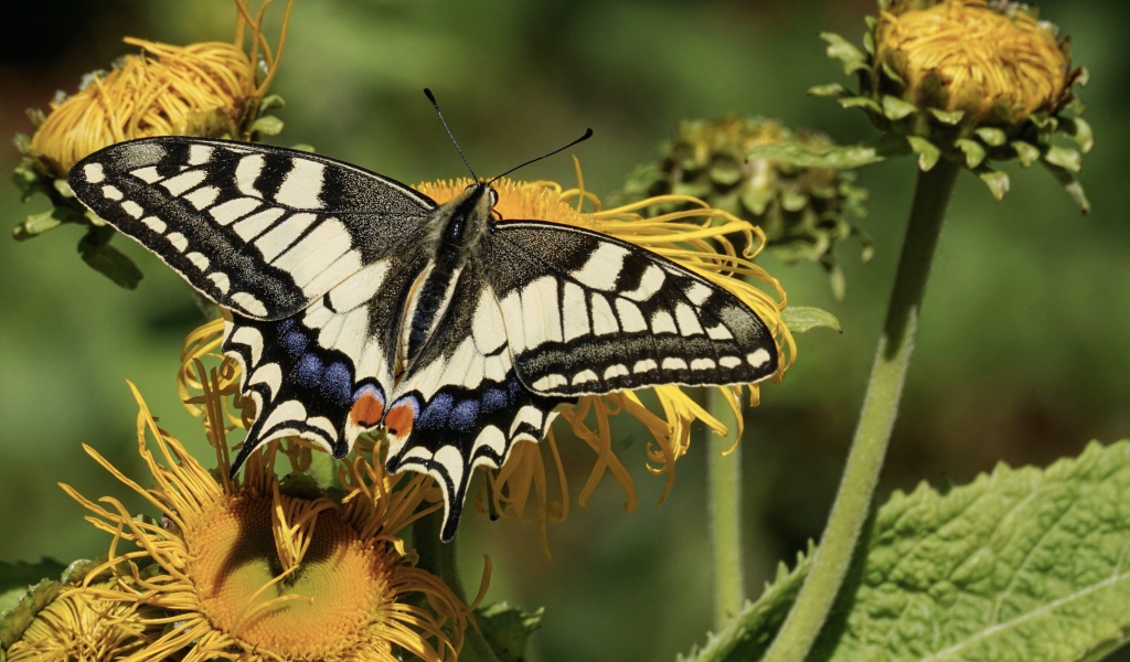 Бабочка махаон сидит на желтом цветке 
