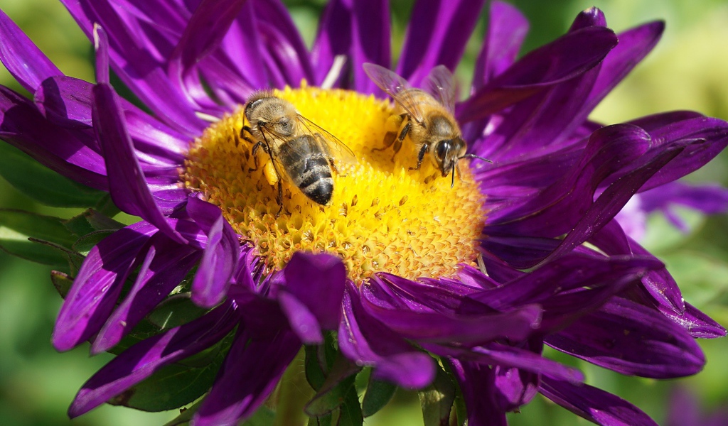 Две пчелы сидят на цветке астры