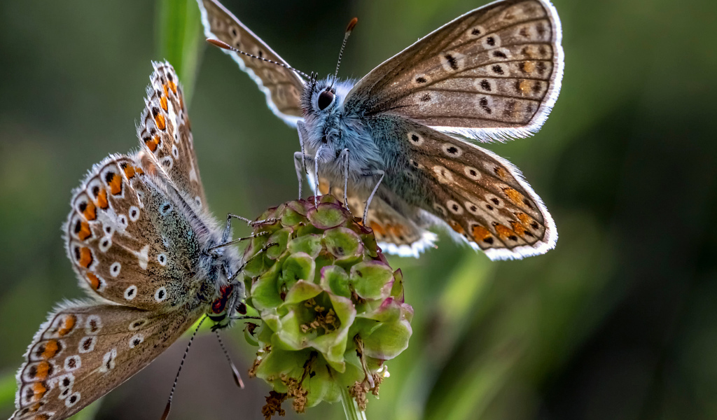 Две голубые бабочки на зеленом цветке 