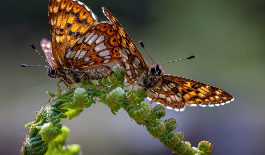 Две коричневые бабочки на зеленом листе папоротника 
