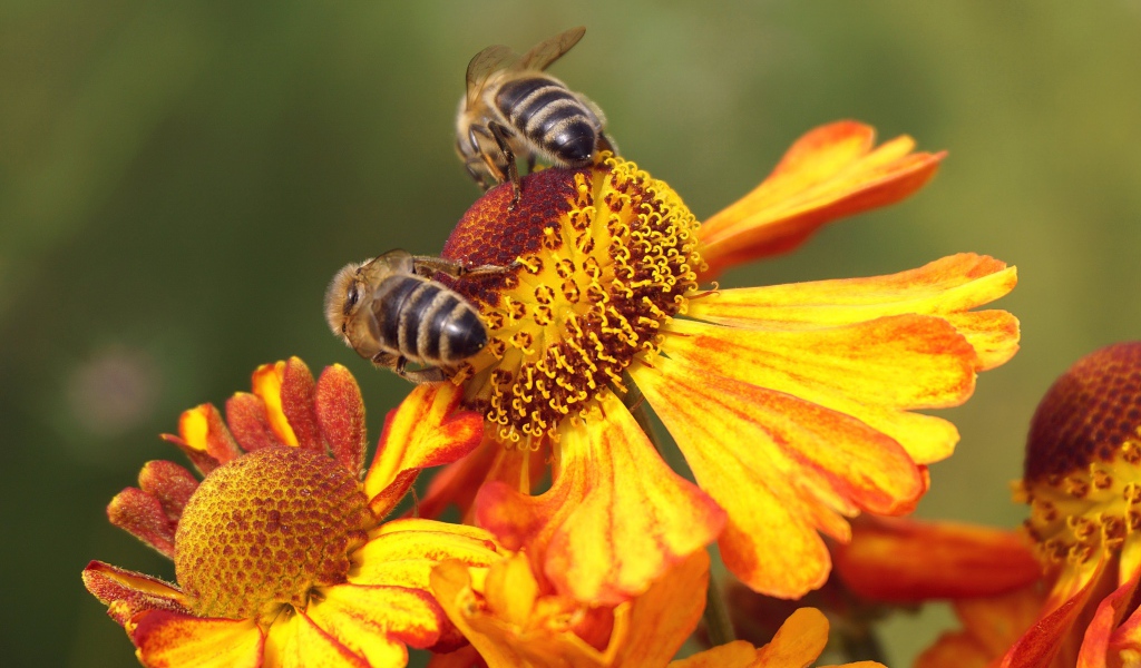 Две медоносные пчелы сидят на цветке 