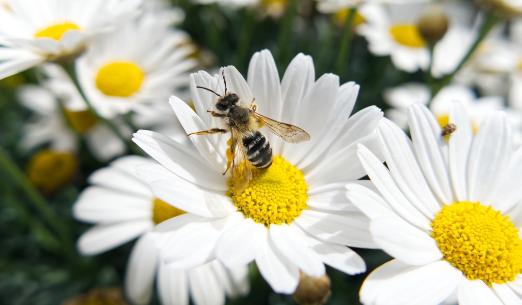 Белые полевые ромашки с пчелой 