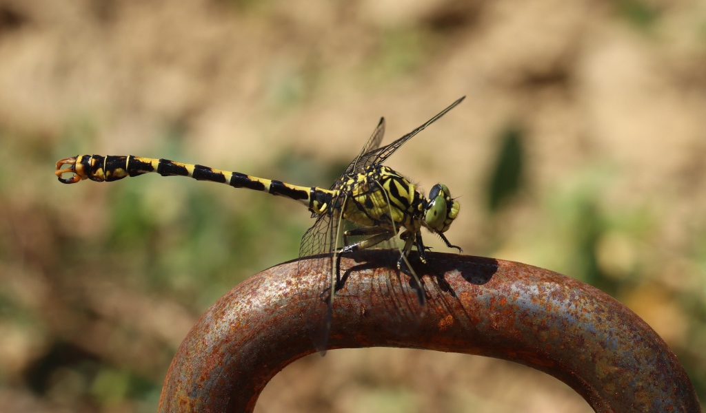 Желтая с черным стрекоза  на  железном поручне 