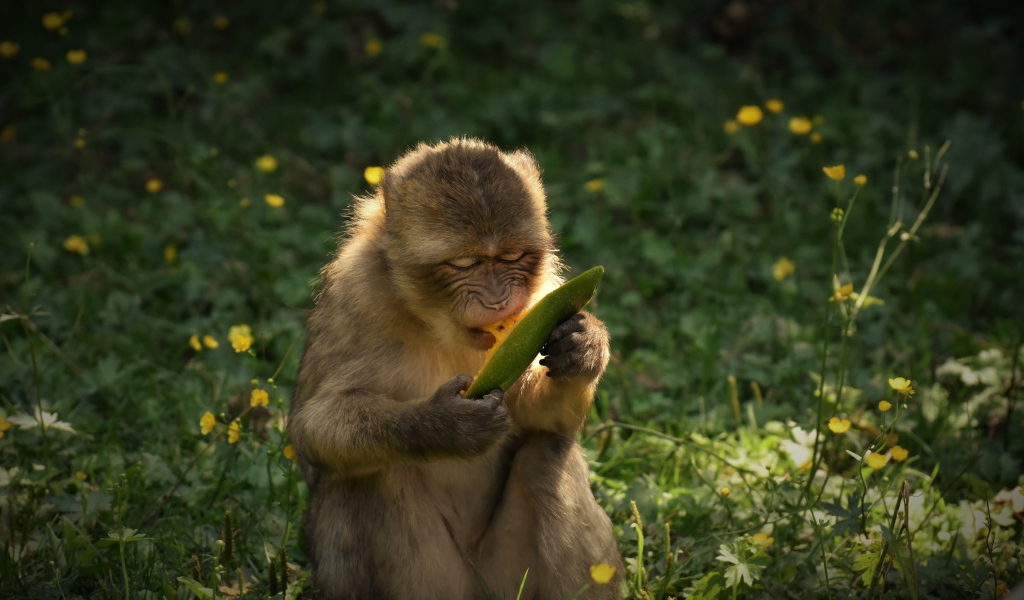 Обезьяна грызет плод манго 