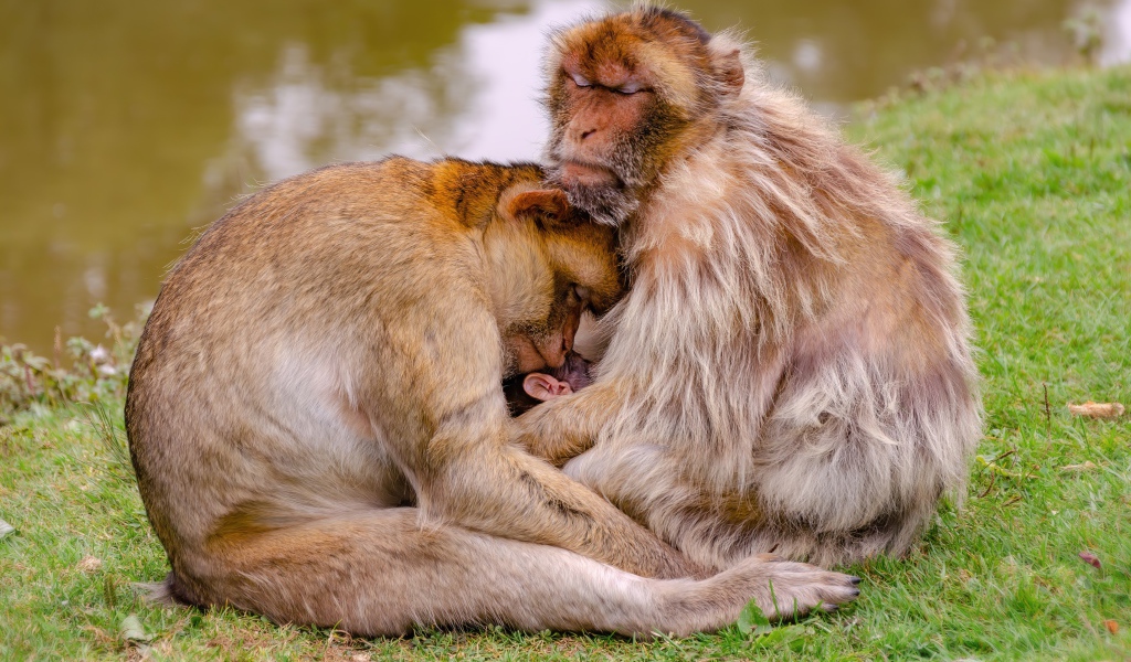 Семья варварской макаки у пруда