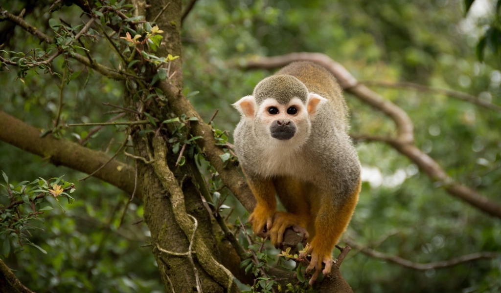 Забавная обезьяна на дереве