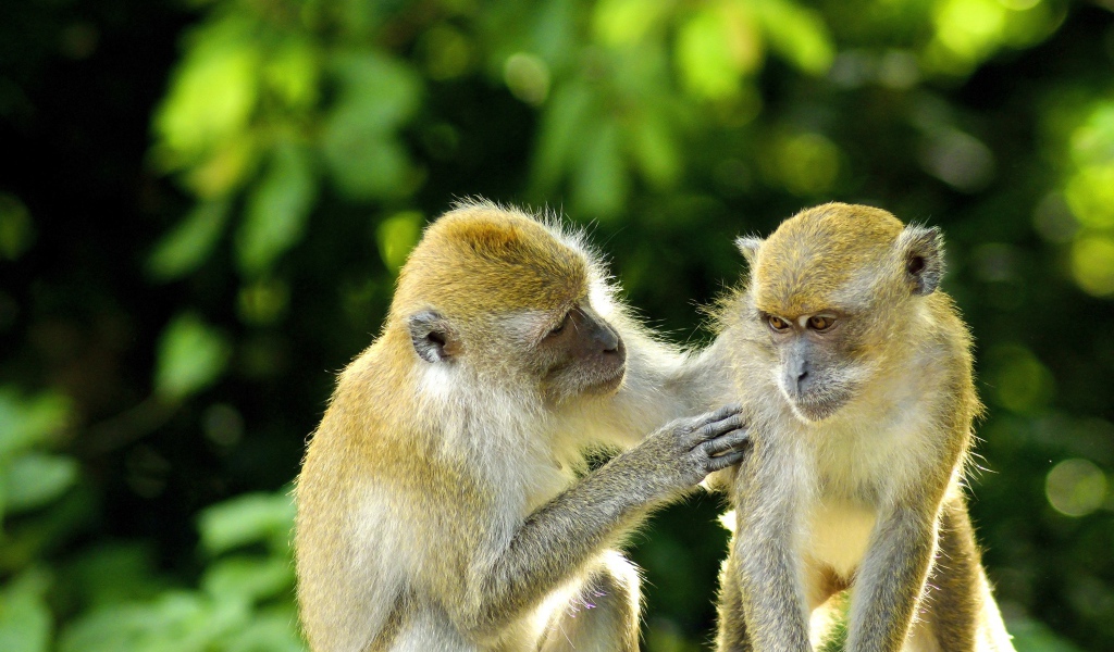 Две обезьяны на фоне листьев