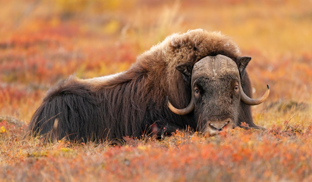 Большой овцебык лежит на траве