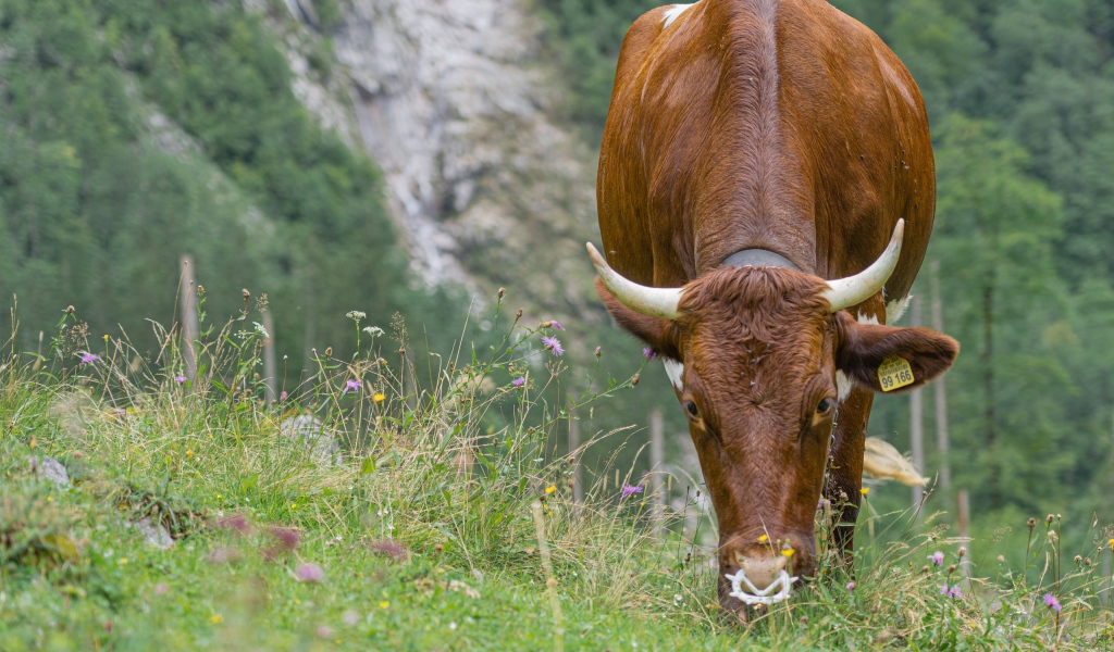 Большая коричневая корова пасется на траве 