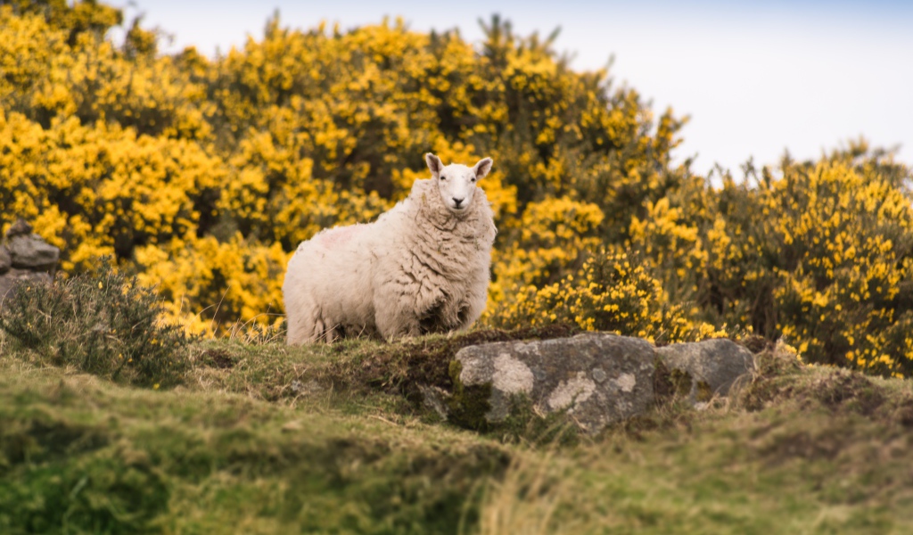 Большая пушистая овца стоит на камне