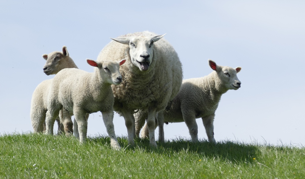 Большая овца с ягнятами по зеленой траве