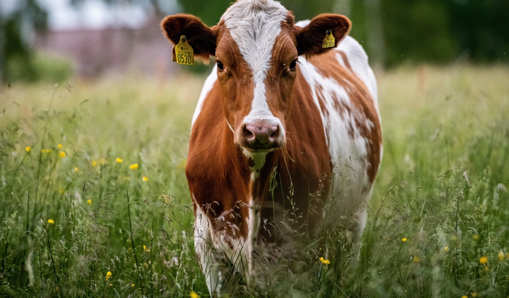 Большая домашняя корова на траве 