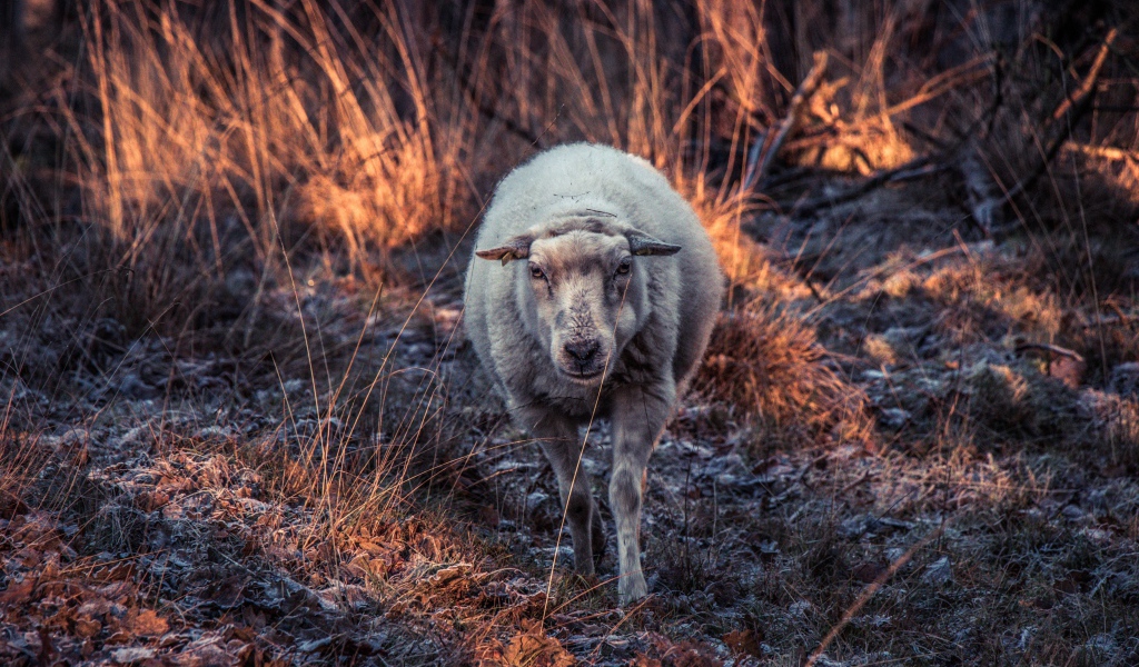 Овца гуляет по покрытой инеем траве 