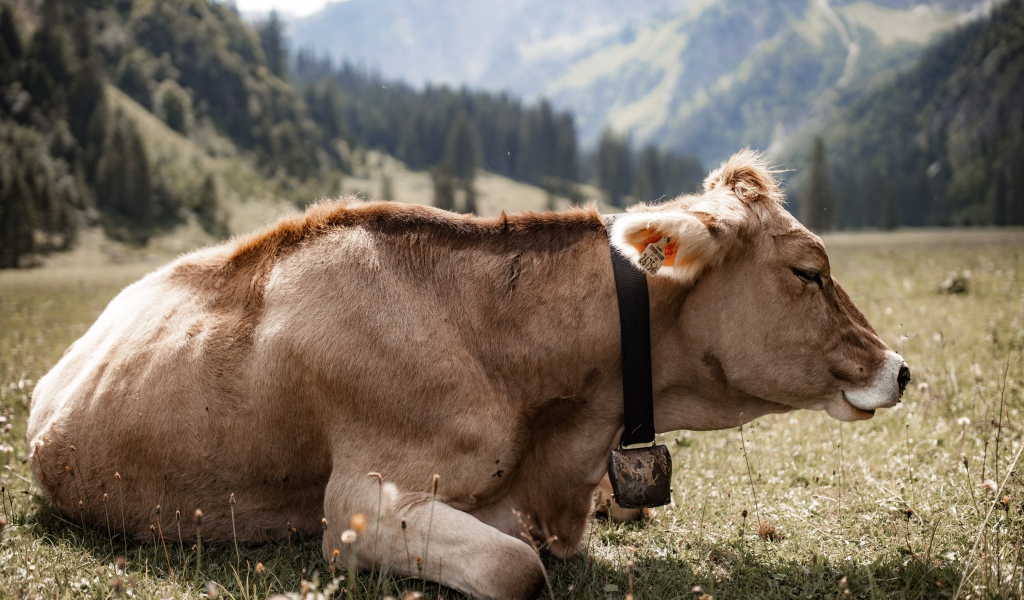 Симментальная корова лет на поляне
