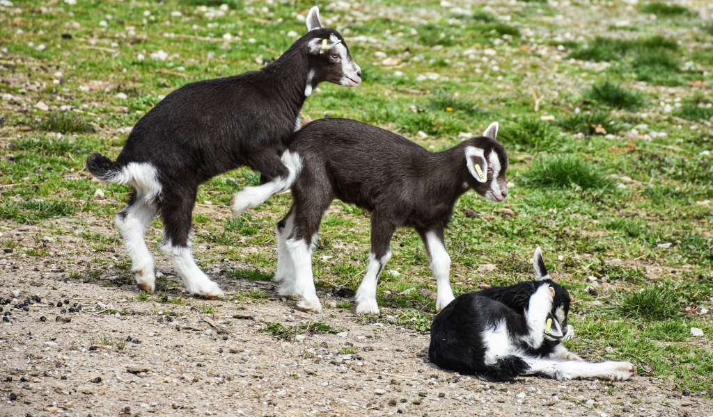 Три маленьких маленьких козленка на траве