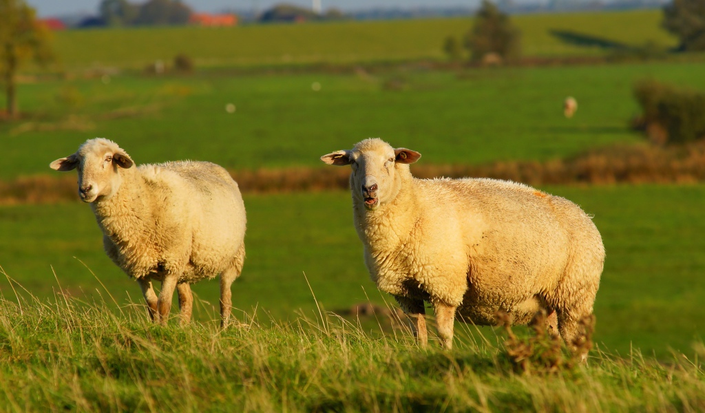 Две большие пушистые овцы на зеленой траве