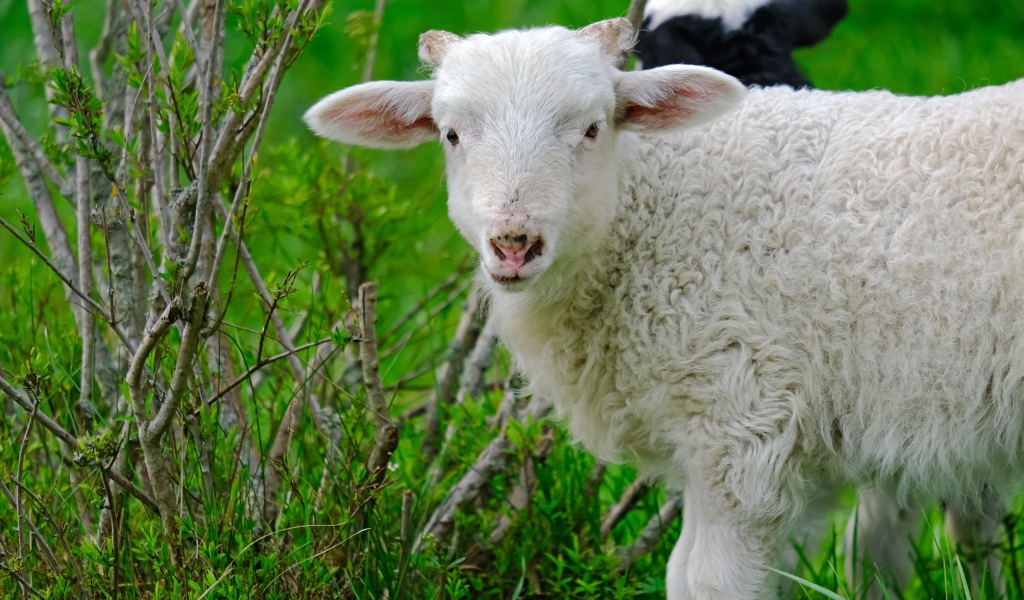 Белая овца пасется на зеленой траве 