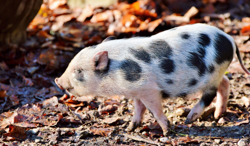 Маленький мини пиг гуляет в парке 