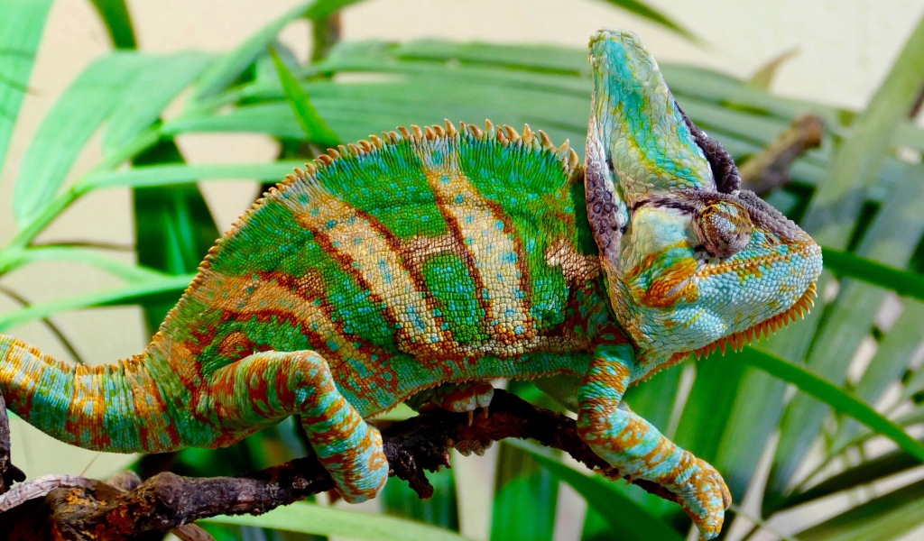 Красивый разноцветный хамелеон на ветке зеленого растения 