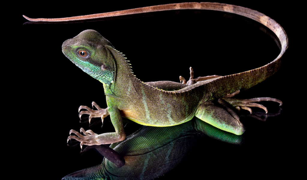 Красивая разноцветная ящерица на черном фоне 