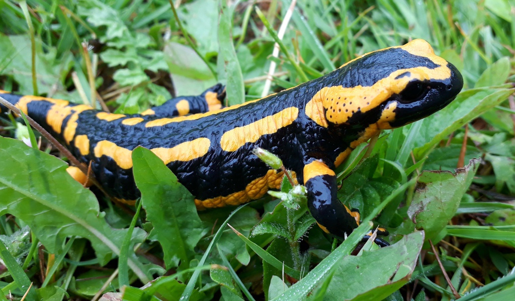 Красивая саламандра в зеленой траве