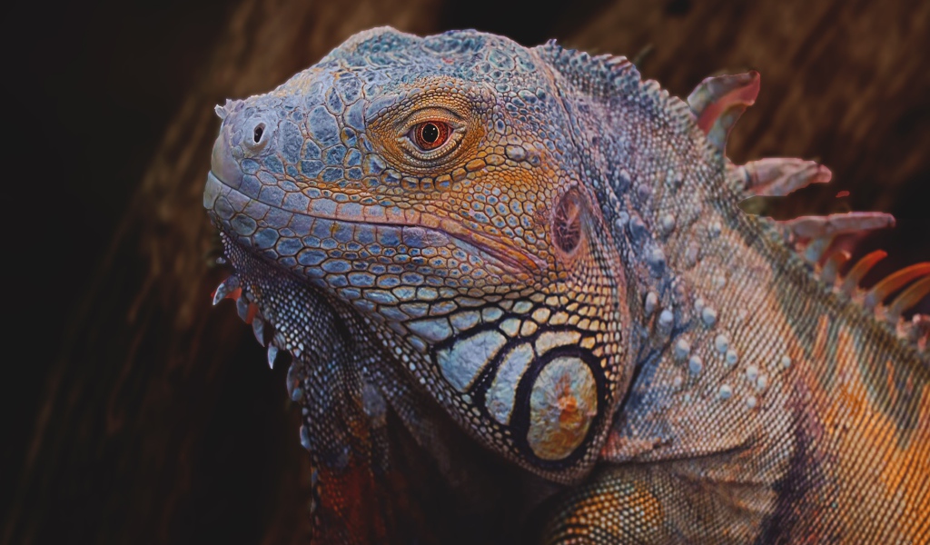 Большая голубая игуана крупным планом 