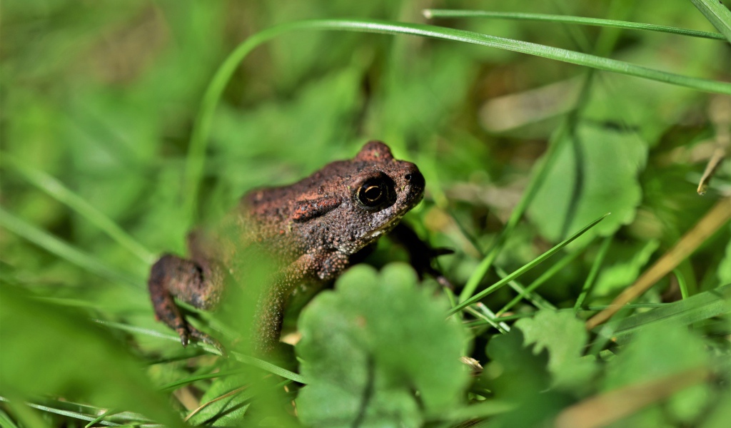 Большая лягушка сидит в зеленой траве