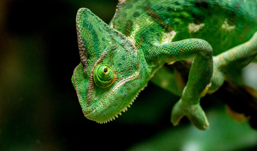 Большой зеленый хамелеон крупным планом
