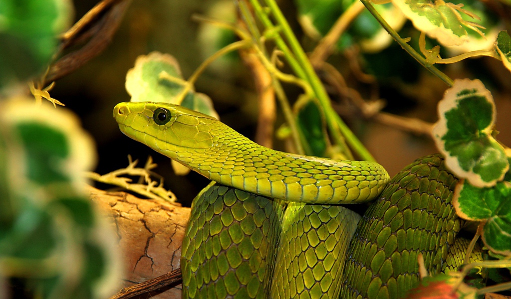 Большая зеленая змея в листьях 