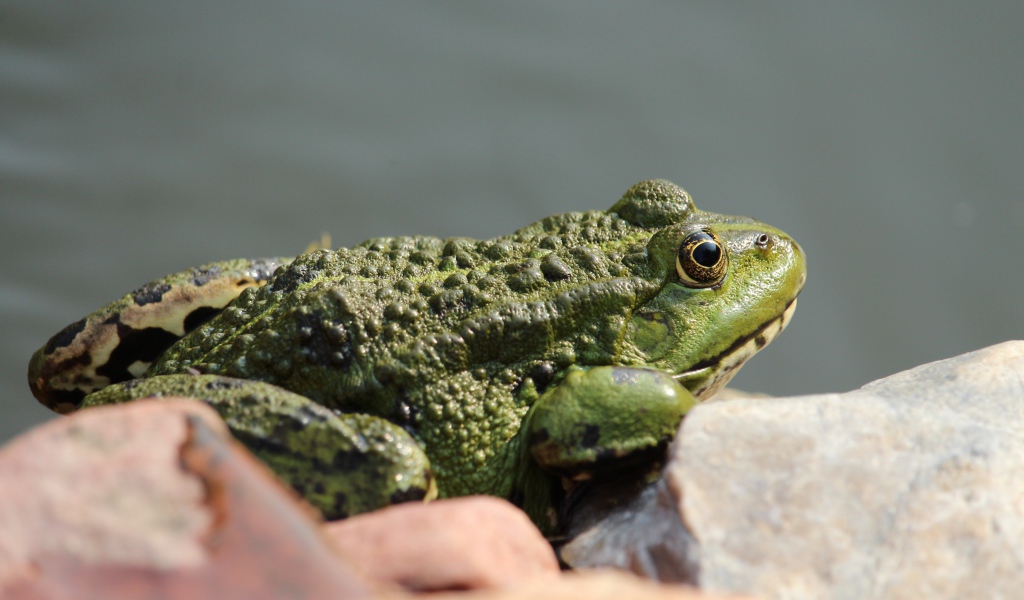 Большая зеленая жаба сидит на камне 