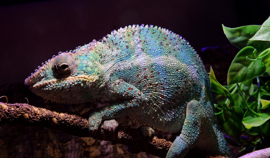 Голубой хамелеон сидит на ветке дерева 