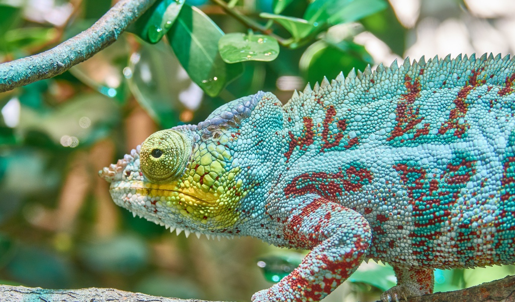 Голубая игуана сидит на ветке дерева