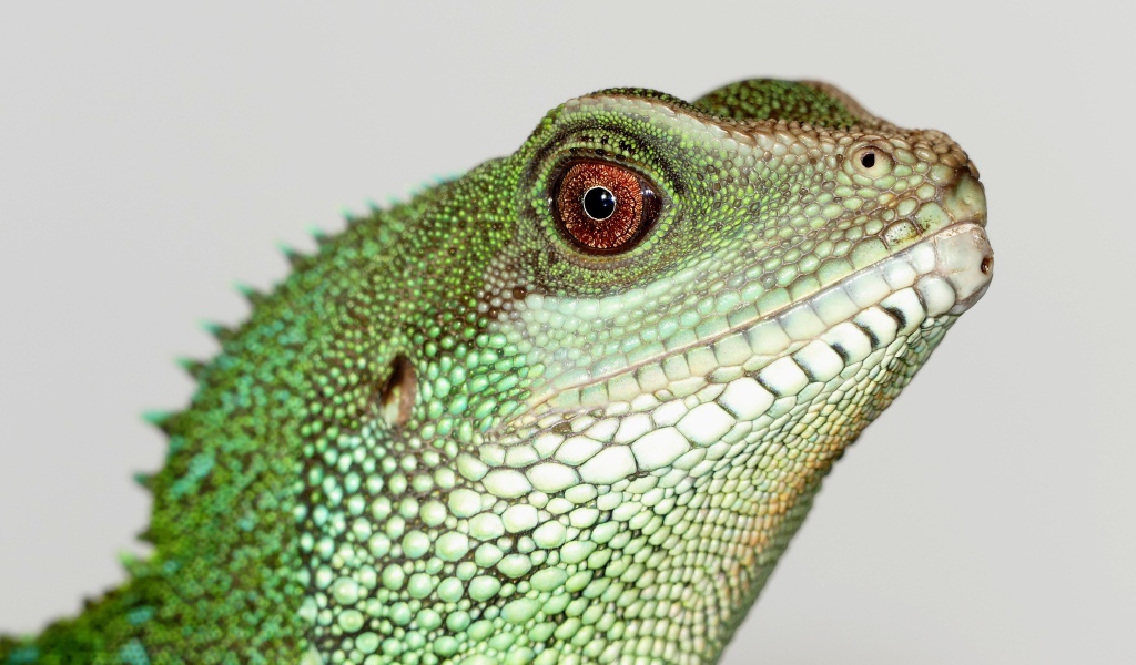 Китайский водный дракон на сером фоне