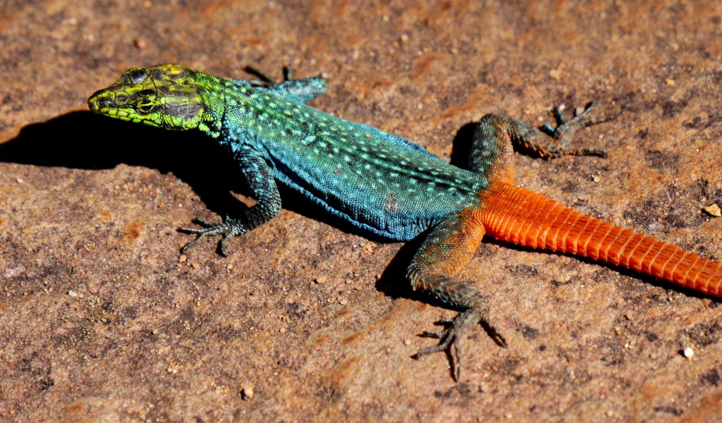 Красочная игуана сидит на камне