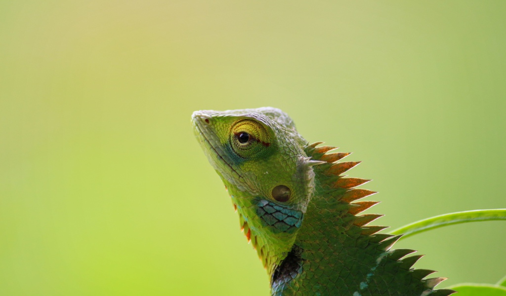 Зеленый хамелеон сливается с фоном
