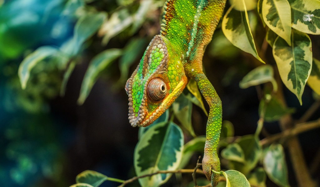 Зеленый хамелеон на ветке с зелеными листьями 